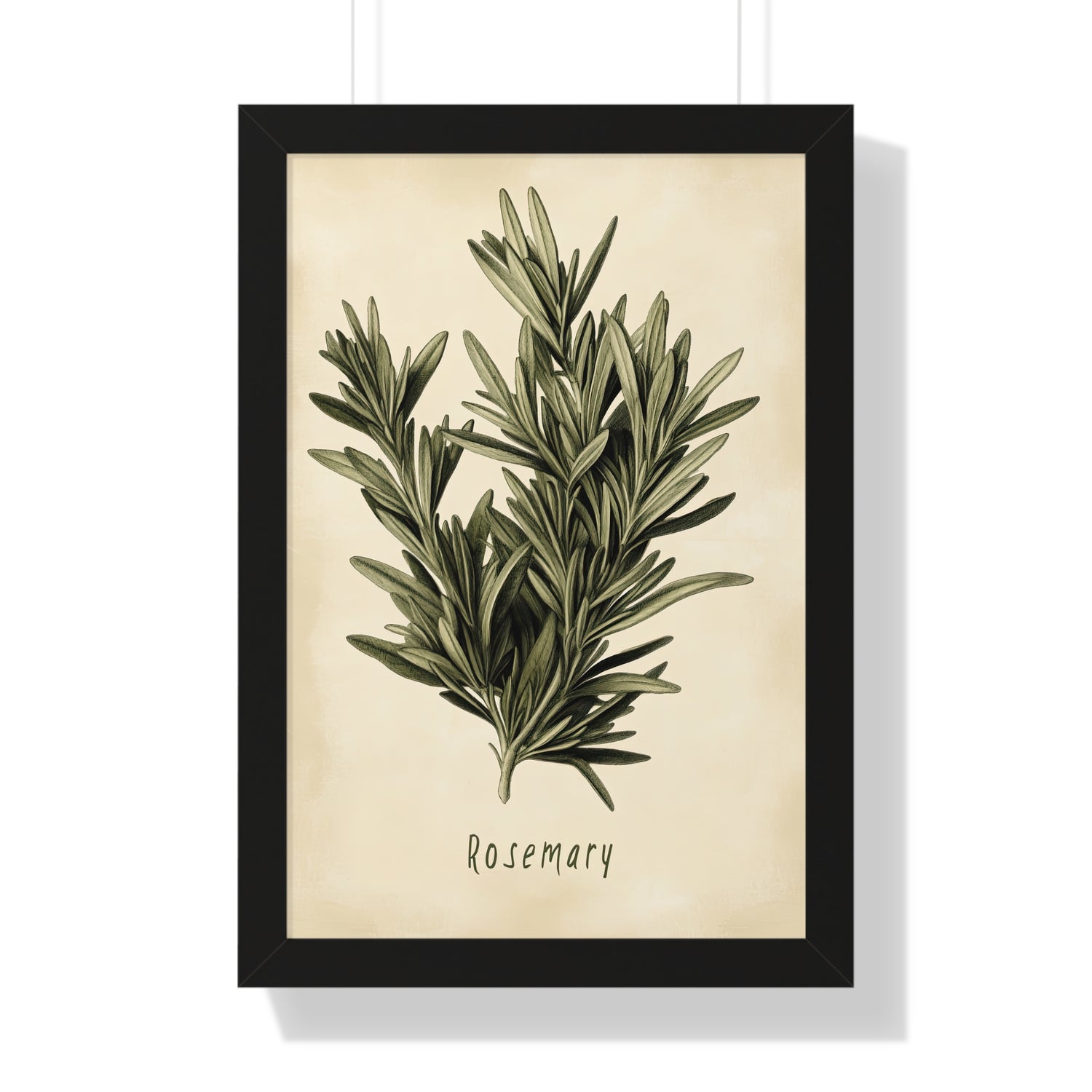 Framed Paper Print - Botanical Rosemary Study