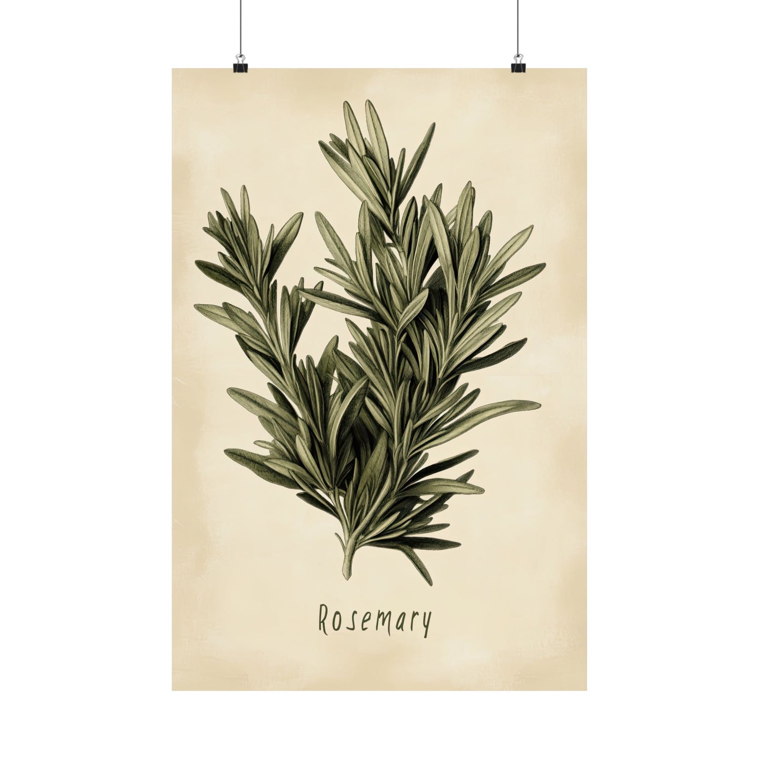Botanical Rosemary Study