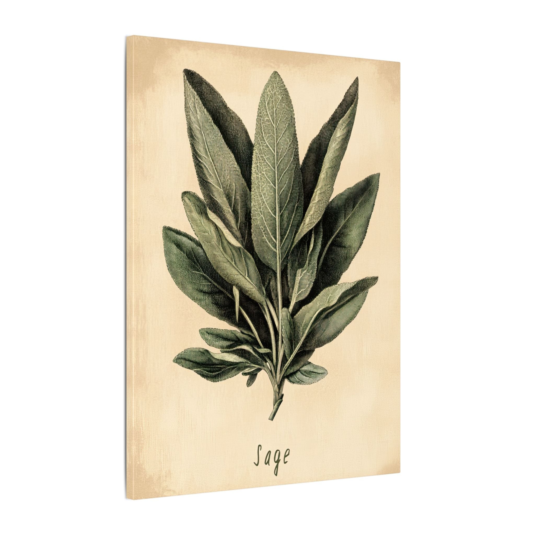 .75" Matte Canvas - Botanical Sage Study