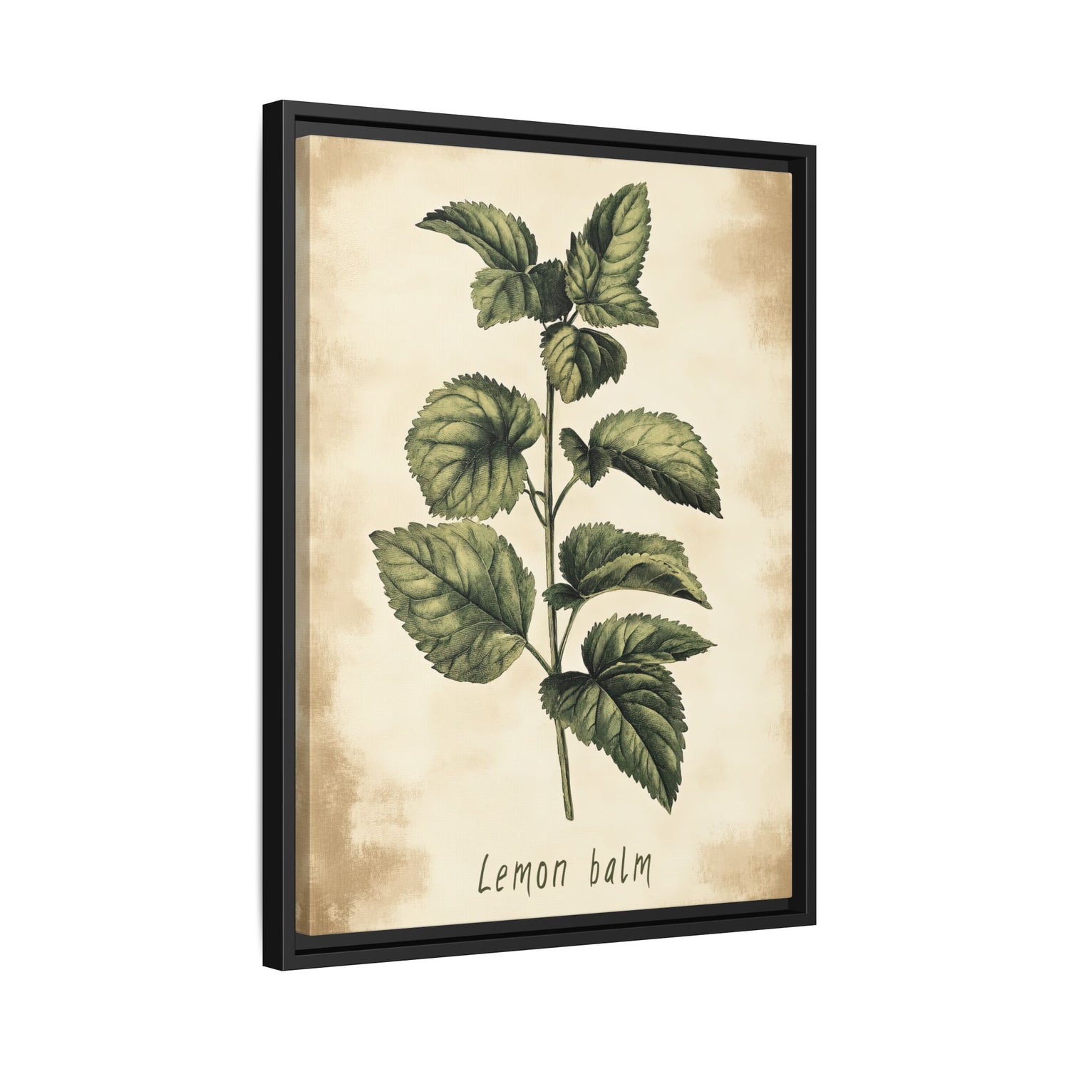 Framed Canvas - Botanical Lemon Balm Study