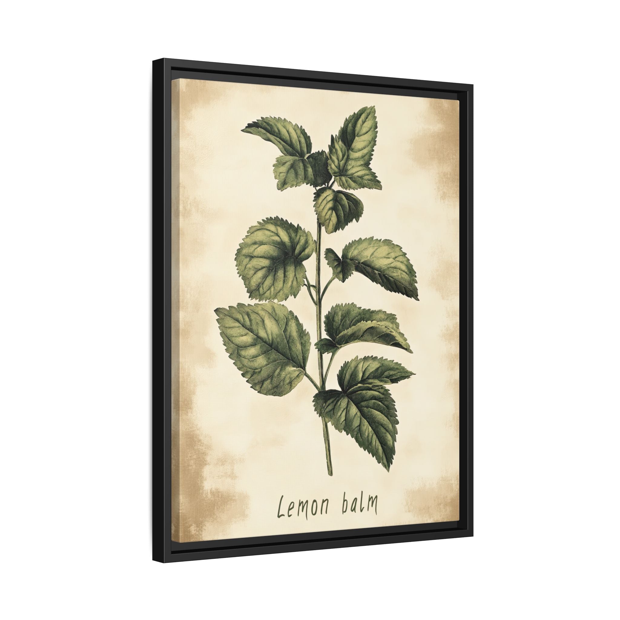 Framed Canvas - Botanical Lemon Balm Study