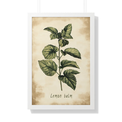 Framed Paper Print - Botanical Lemon Balm Study