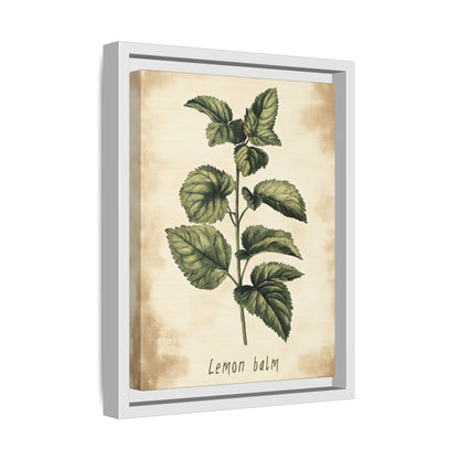 Framed Canvas - Botanical Lemon Balm Study