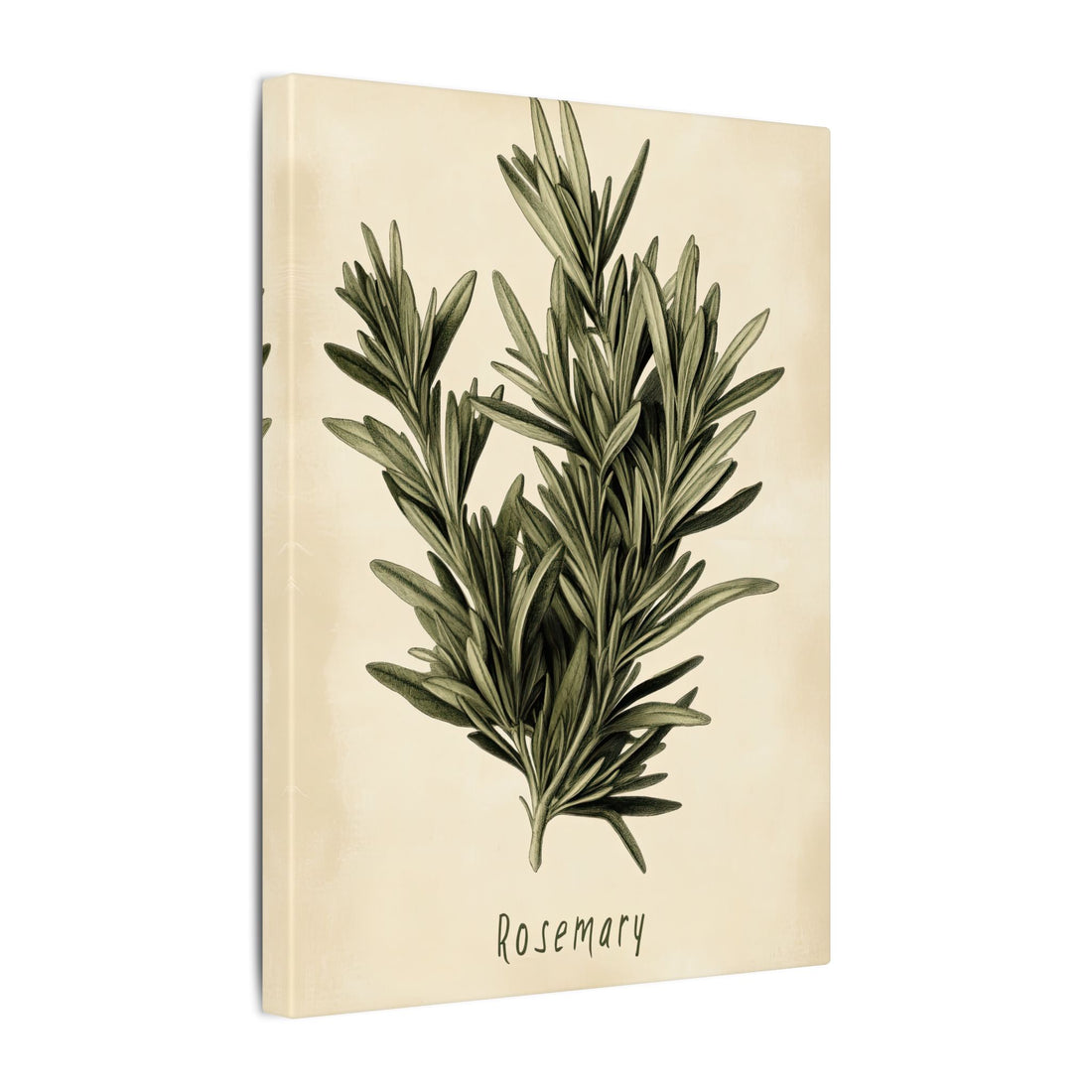 .75" Matte Canvas - Botanical Rosemary Study