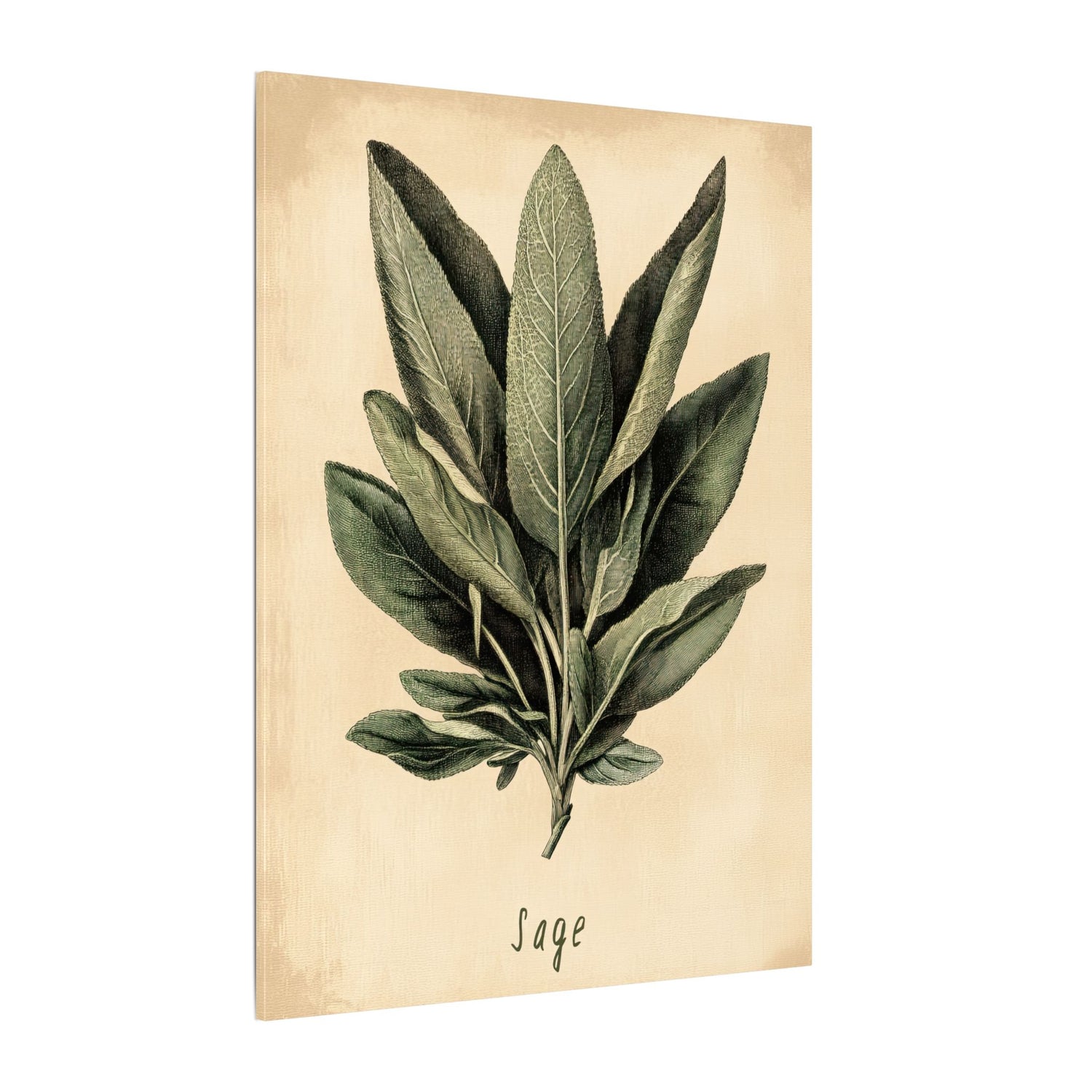 .75" Matte Canvas - Botanical Sage Study