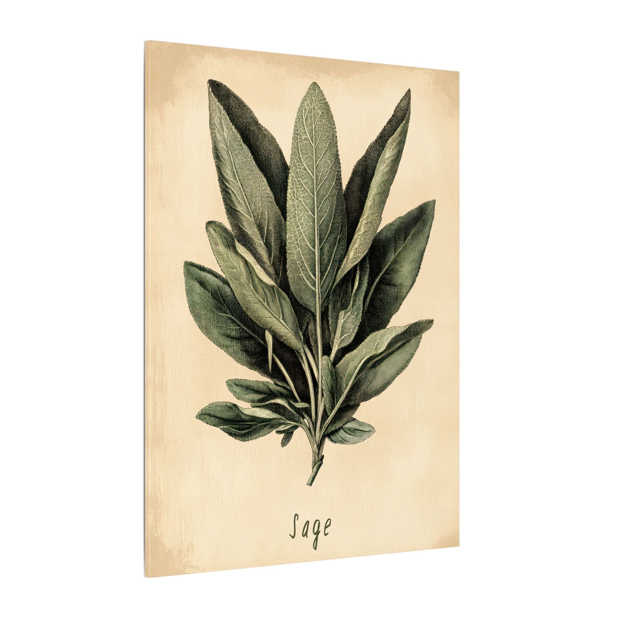 .75" Matte Canvas - Botanical Sage Study