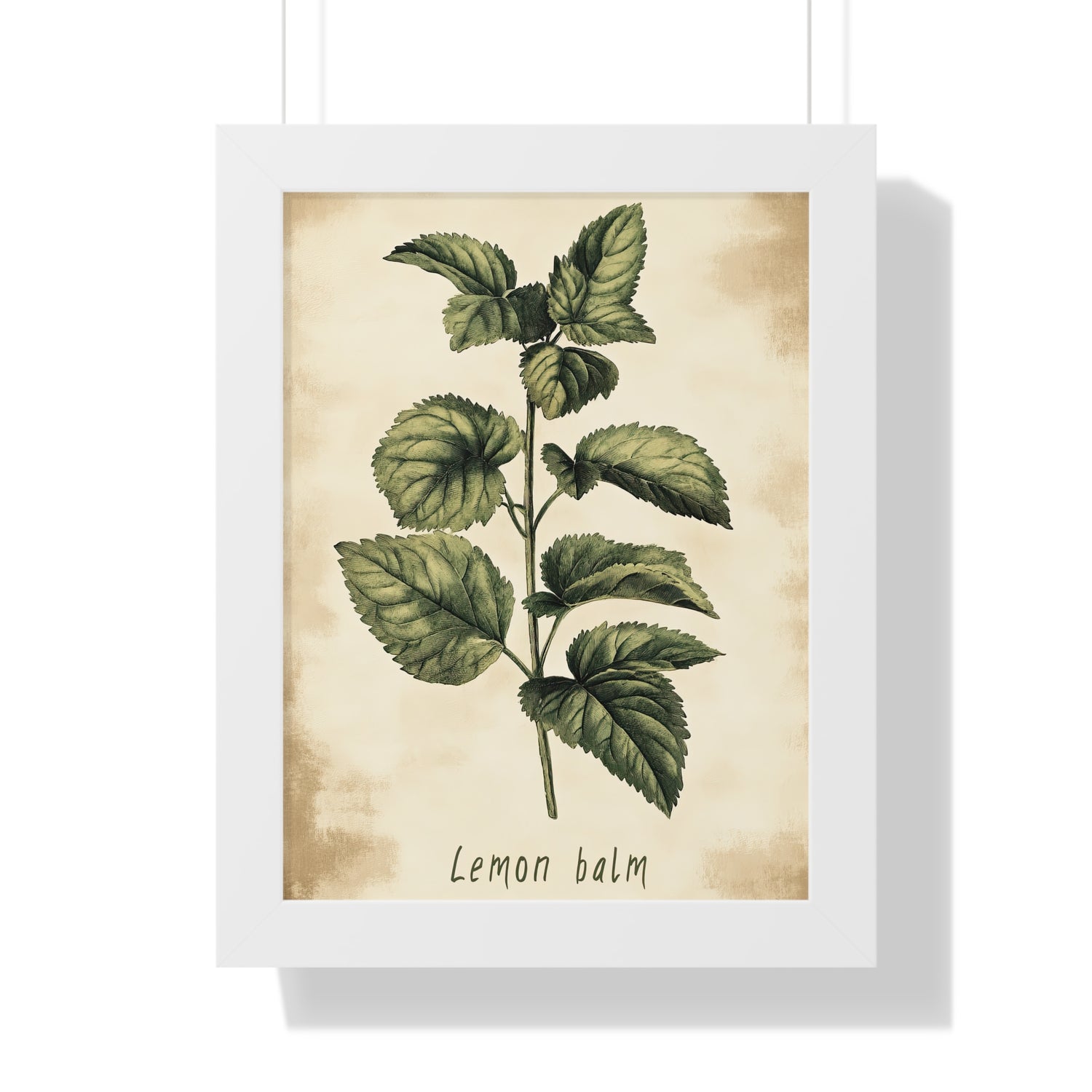 Framed Paper Print - Botanical Lemon Balm Study