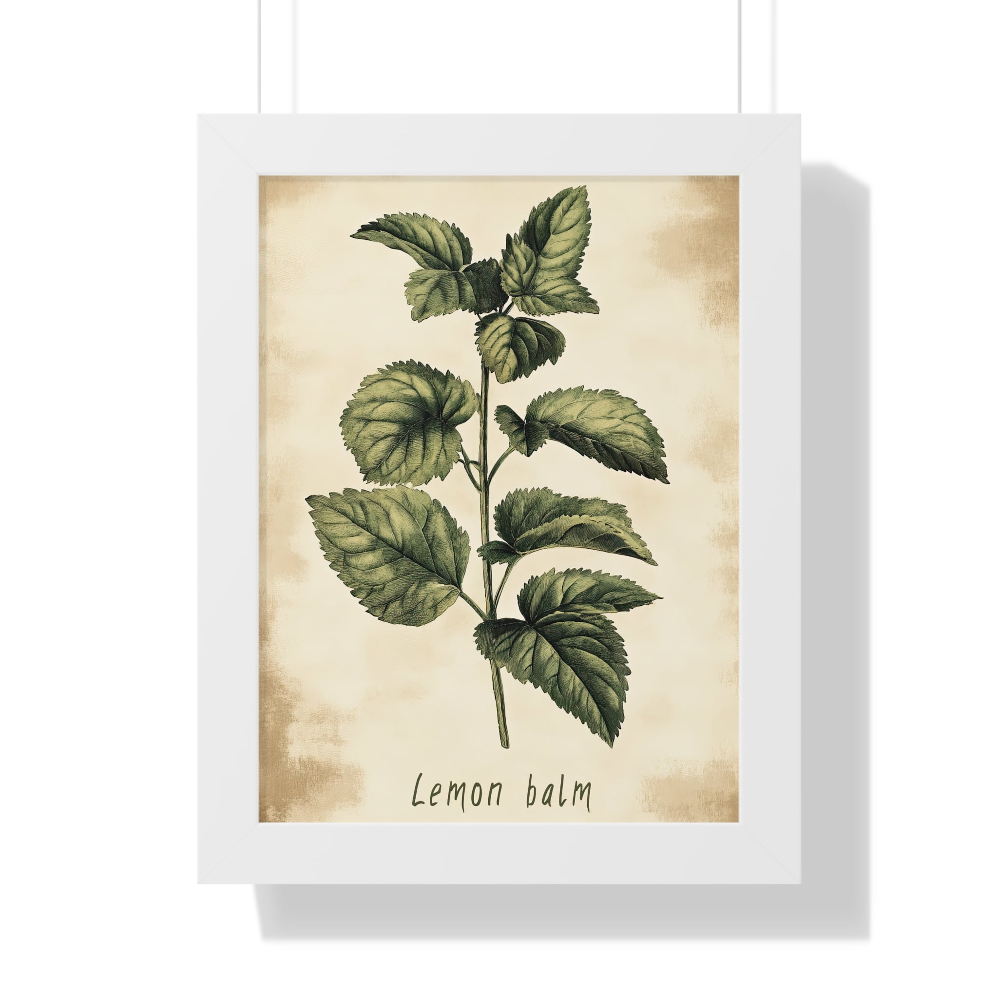 Framed Paper Print - Botanical Lemon Balm Study