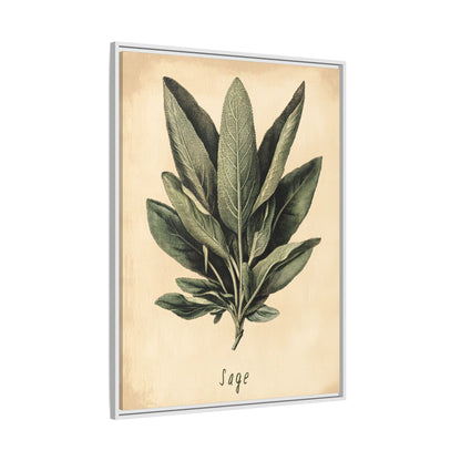Framed Canvas - Botanical Sage Study
