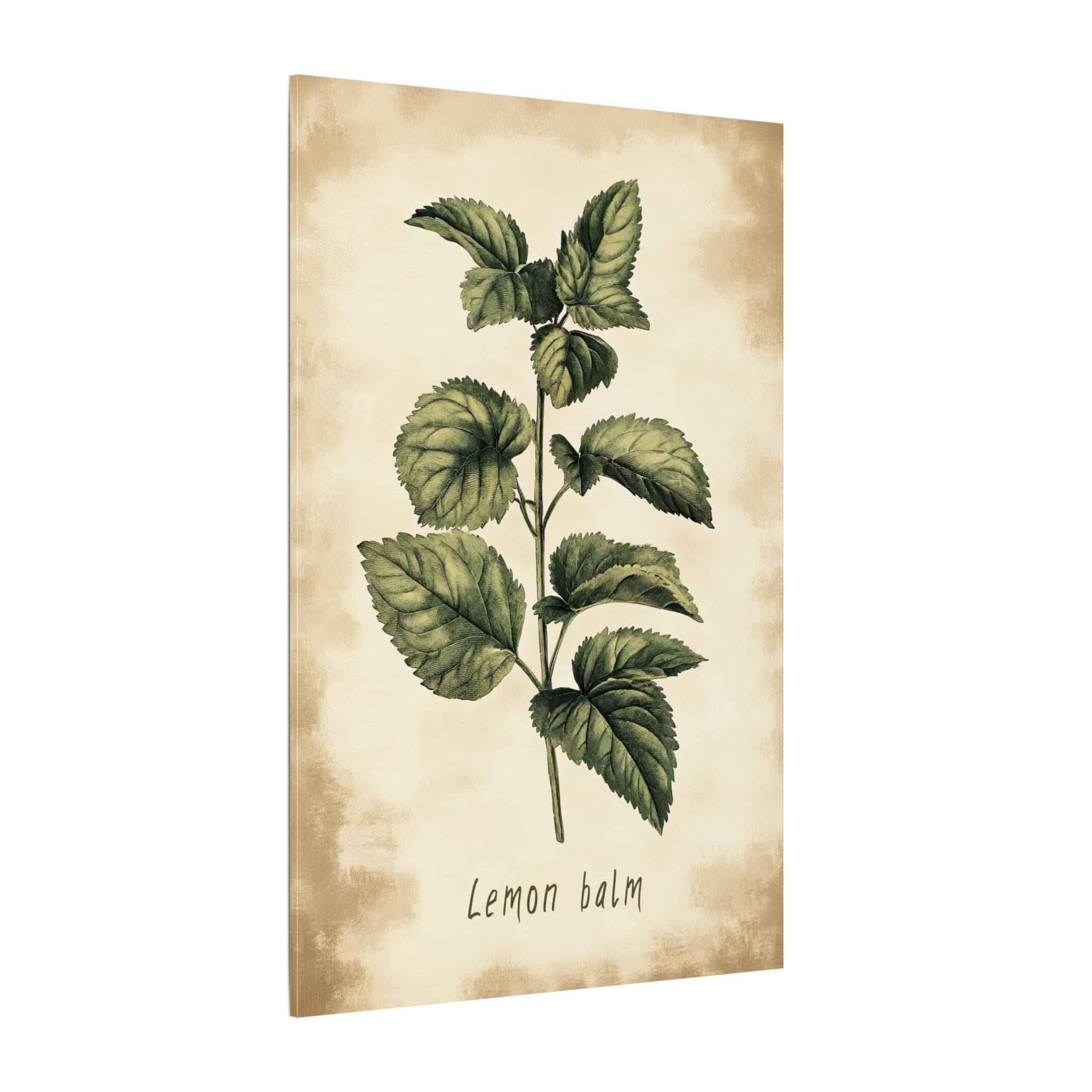 .75" Matte Canvas - Botanical Lemon Balm Study