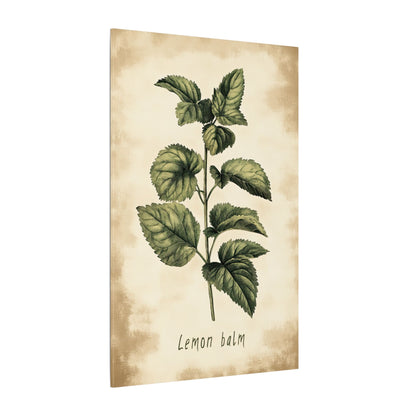 .75" Matte Canvas - Botanical Lemon Balm Study