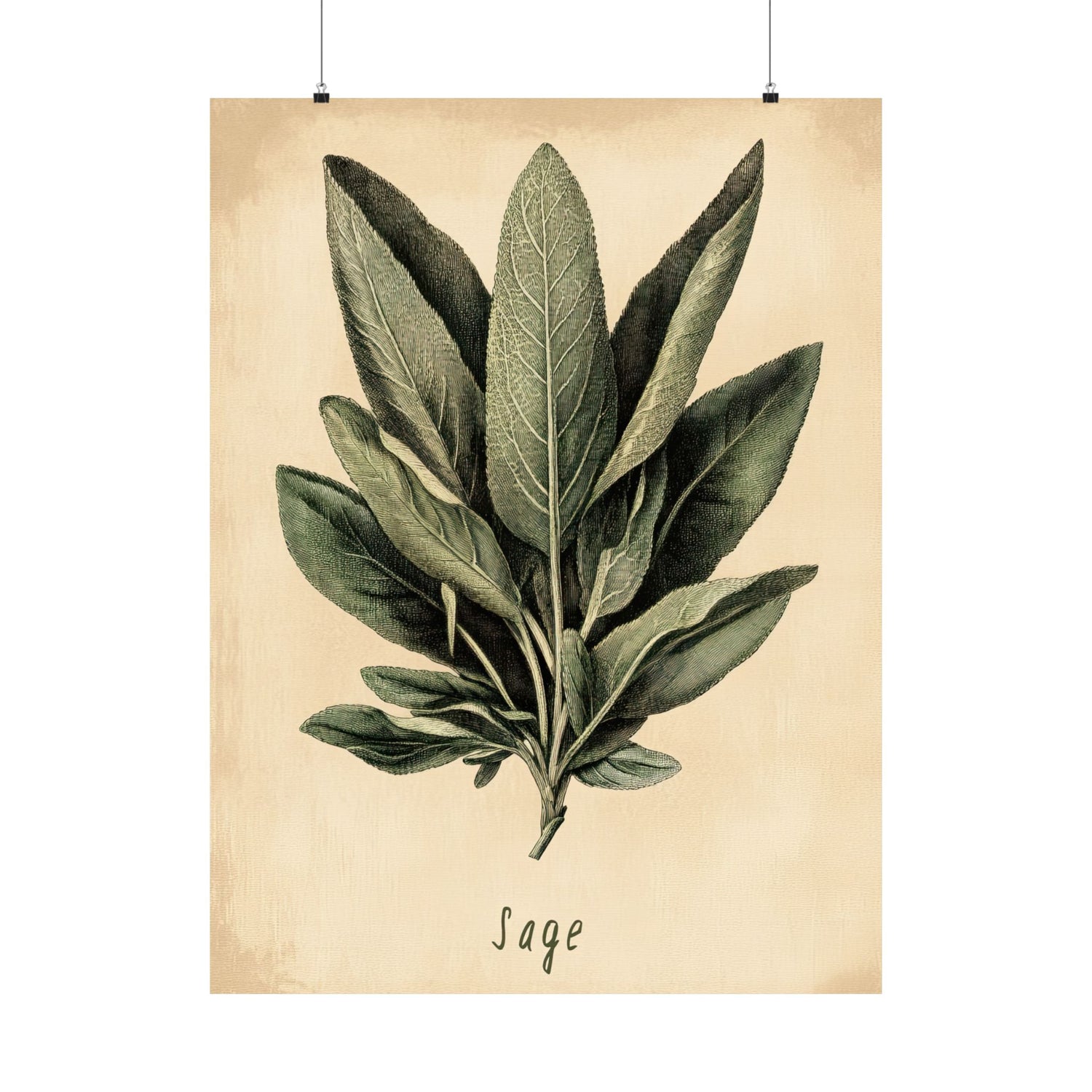 Botanical Sage Study