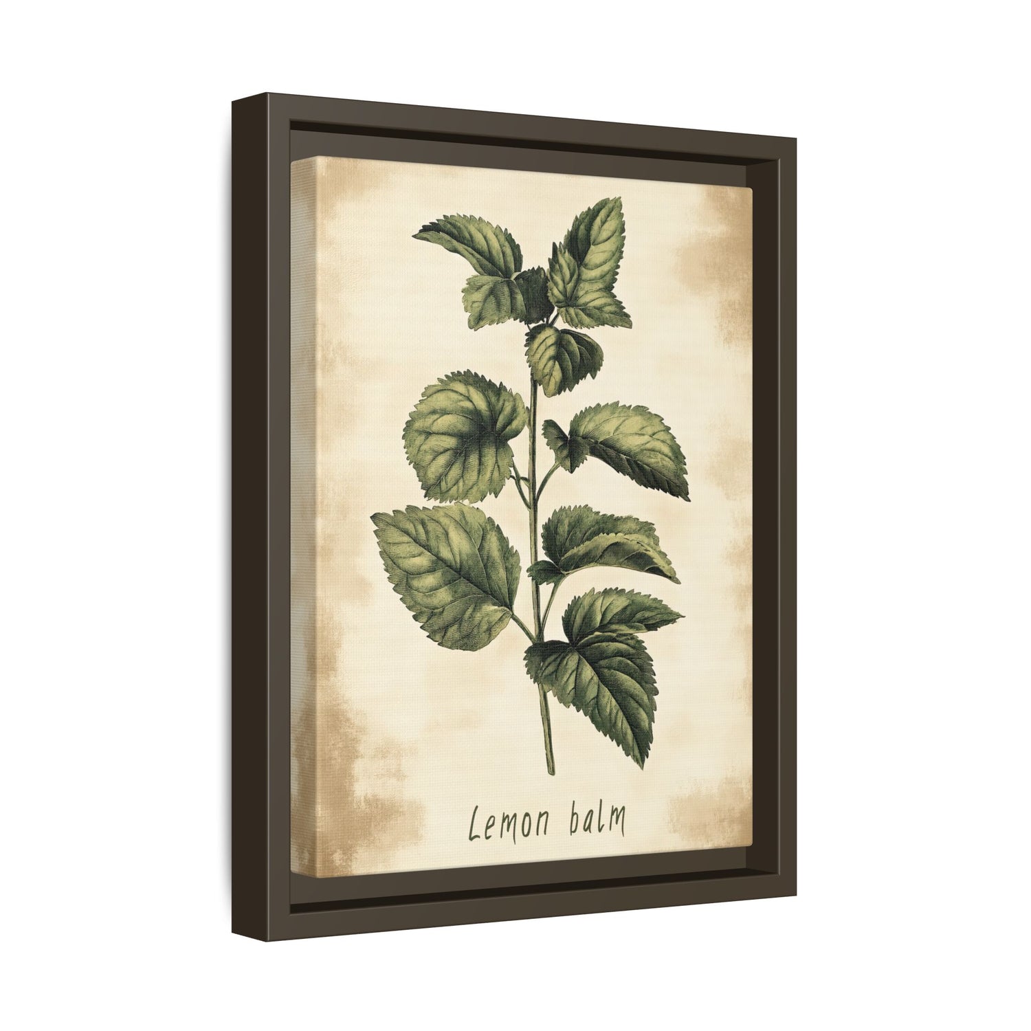 Framed Canvas - Botanical Lemon Balm Study