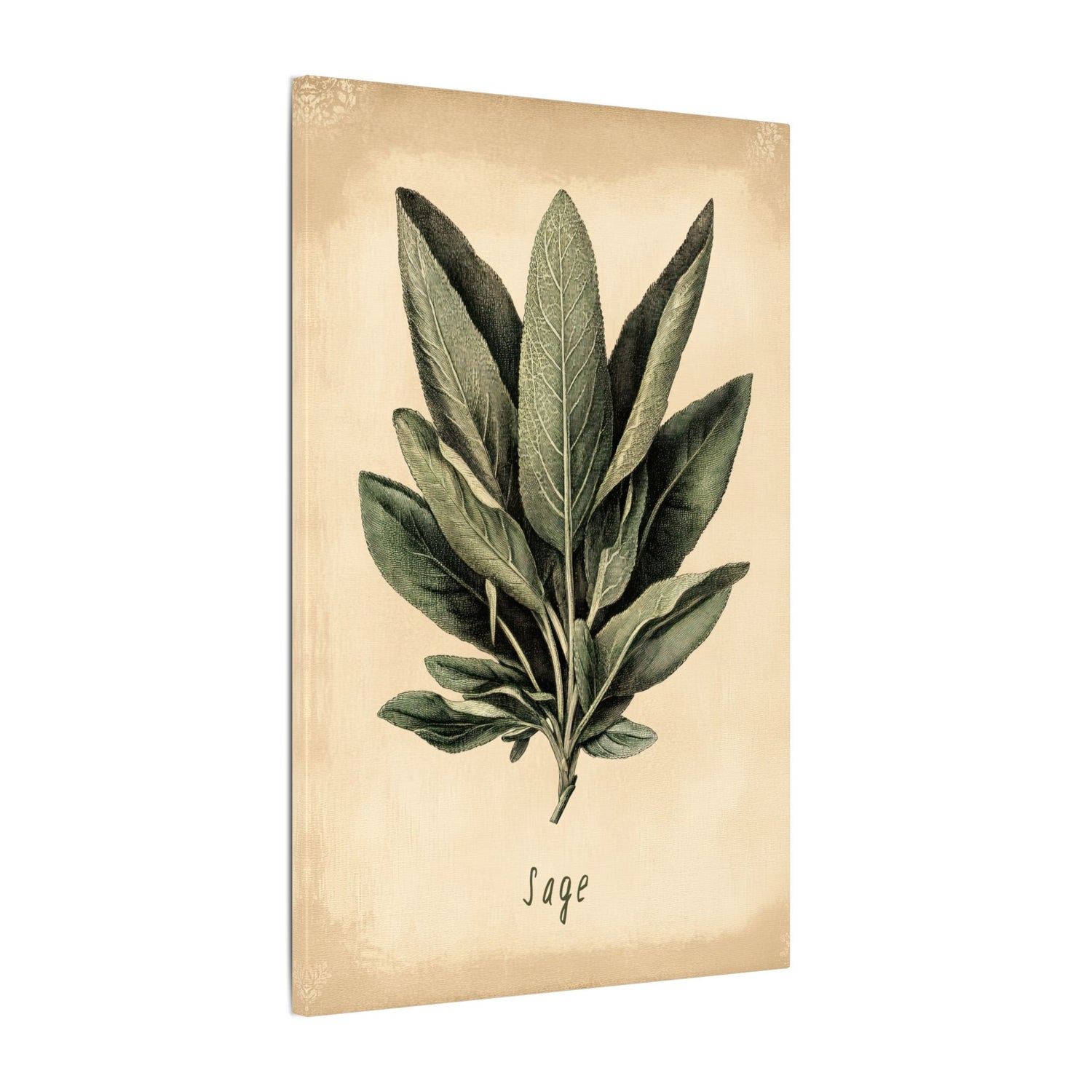 .75" Matte Canvas - Botanical Sage Study