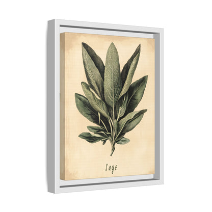 Framed Canvas - Botanical Sage Study