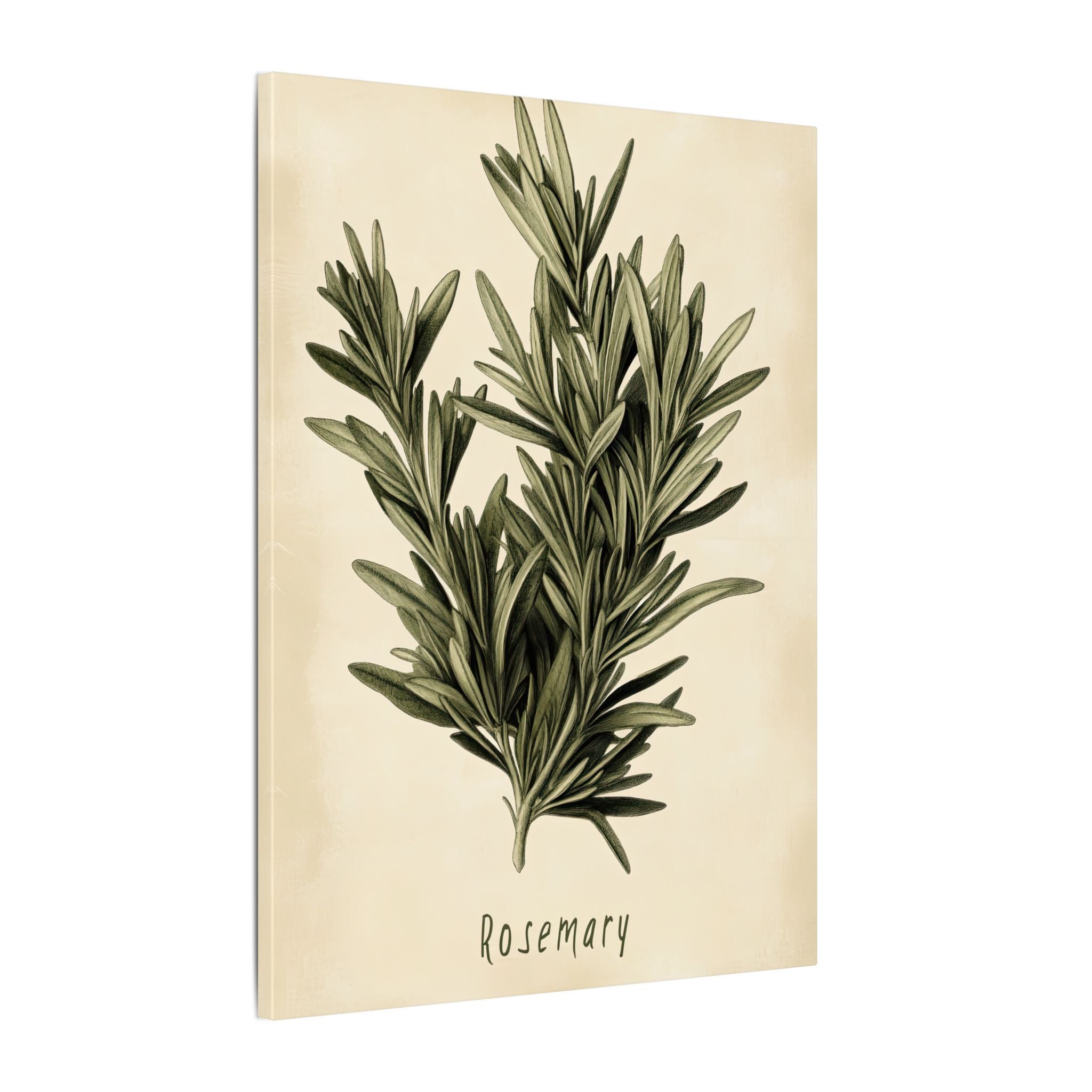 .75" Matte Canvas - Botanical Rosemary Study