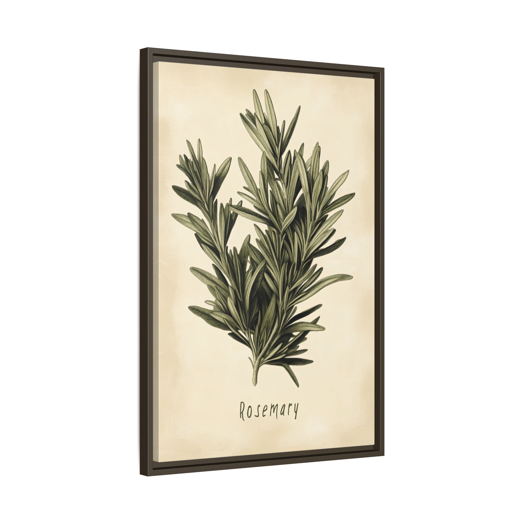 Framed Canvas - Botanical Rosemary Study