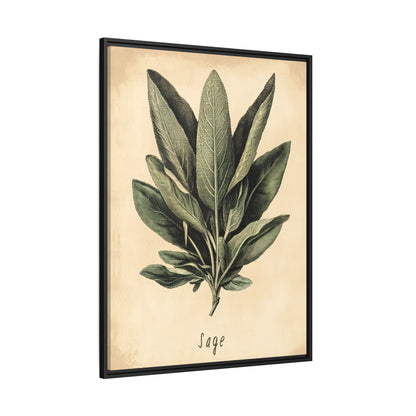 Framed Canvas - Botanical Sage Study