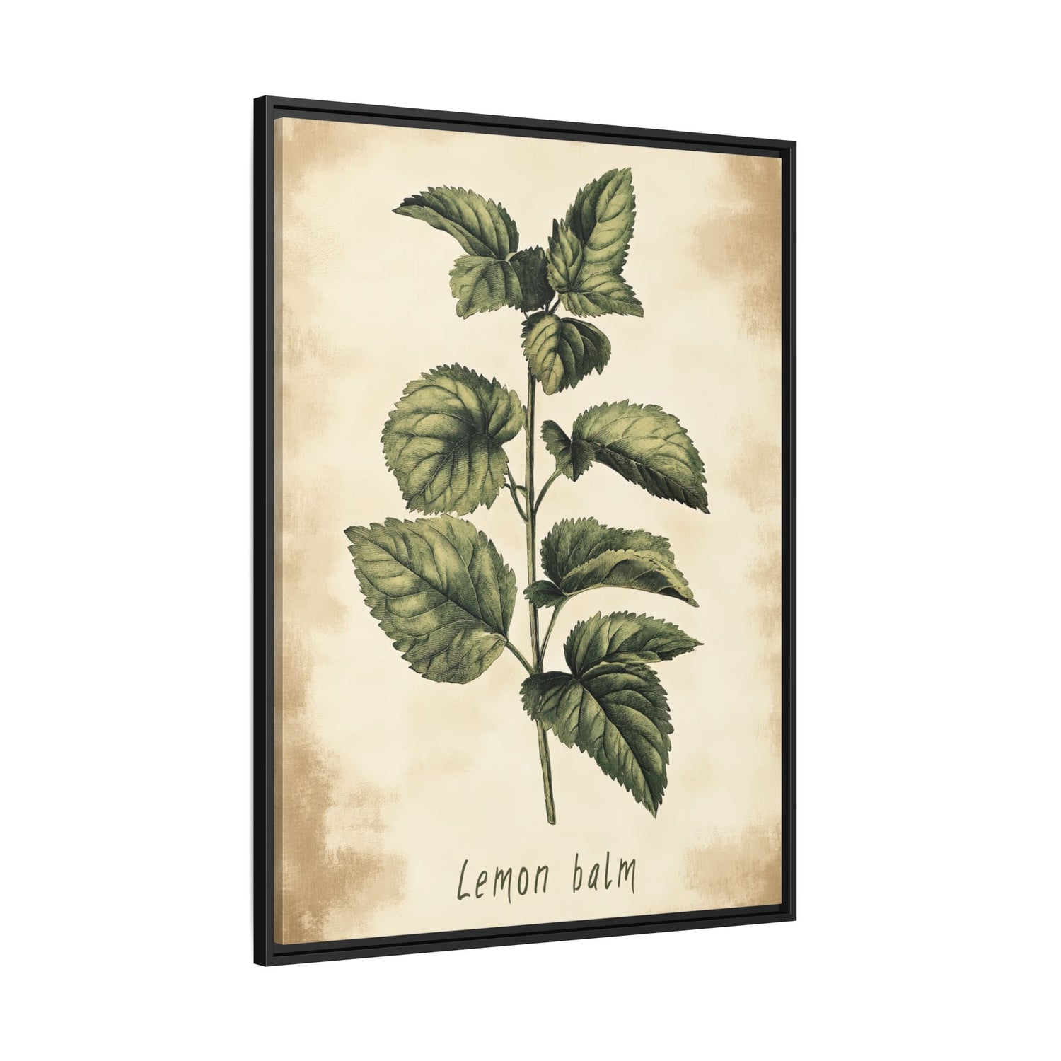 Framed Canvas - Botanical Lemon Balm Study