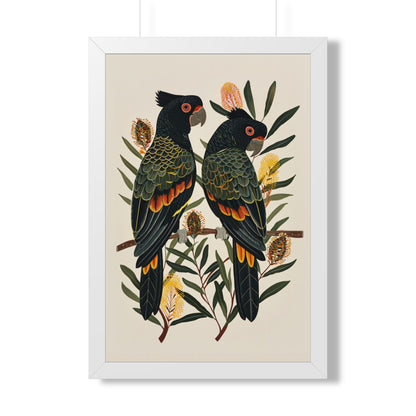 Framed Paper Print - Black Cockatoos Among Banksia