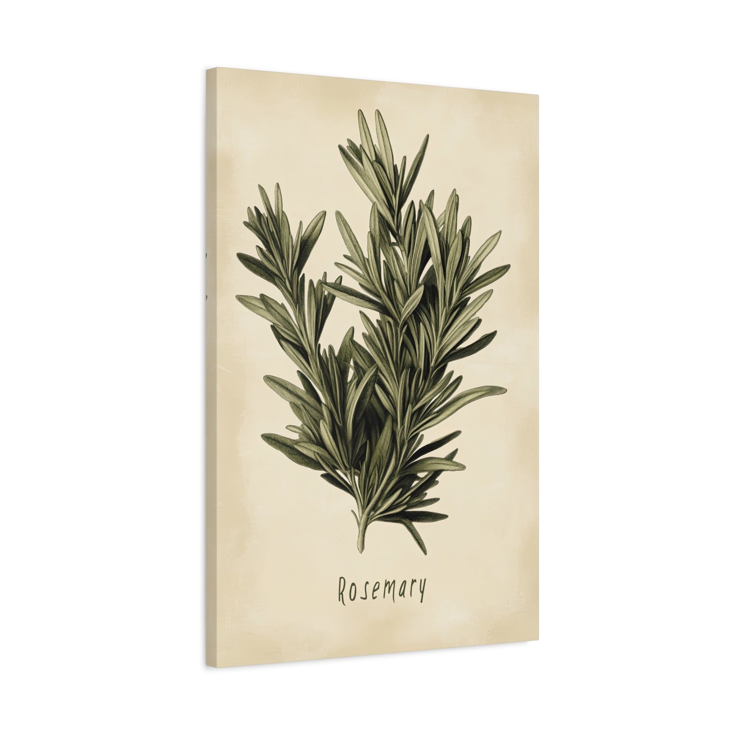 1.25" Matte Canvas - Botanical Rosemary Study