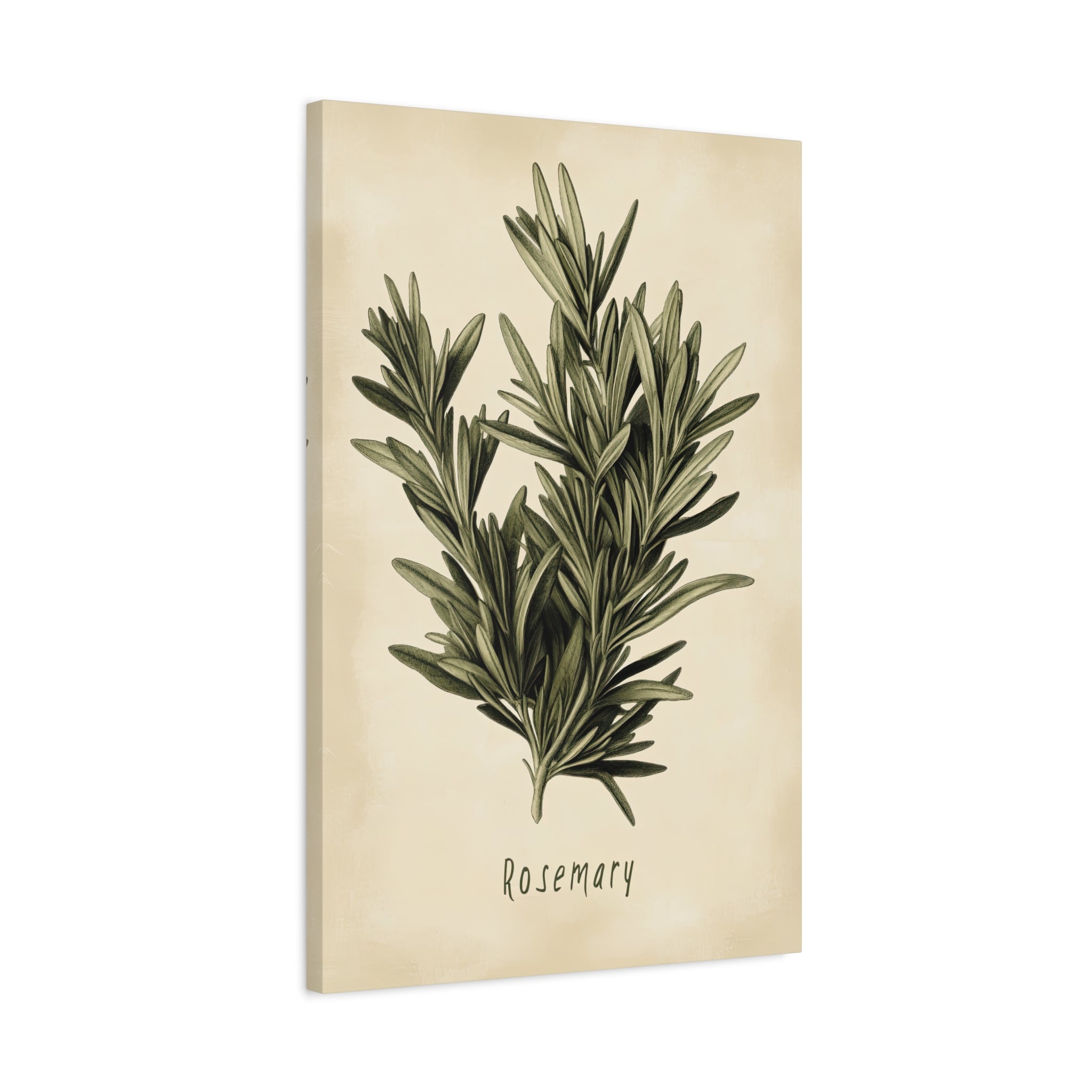 1.25" Matte Canvas - Botanical Rosemary Study