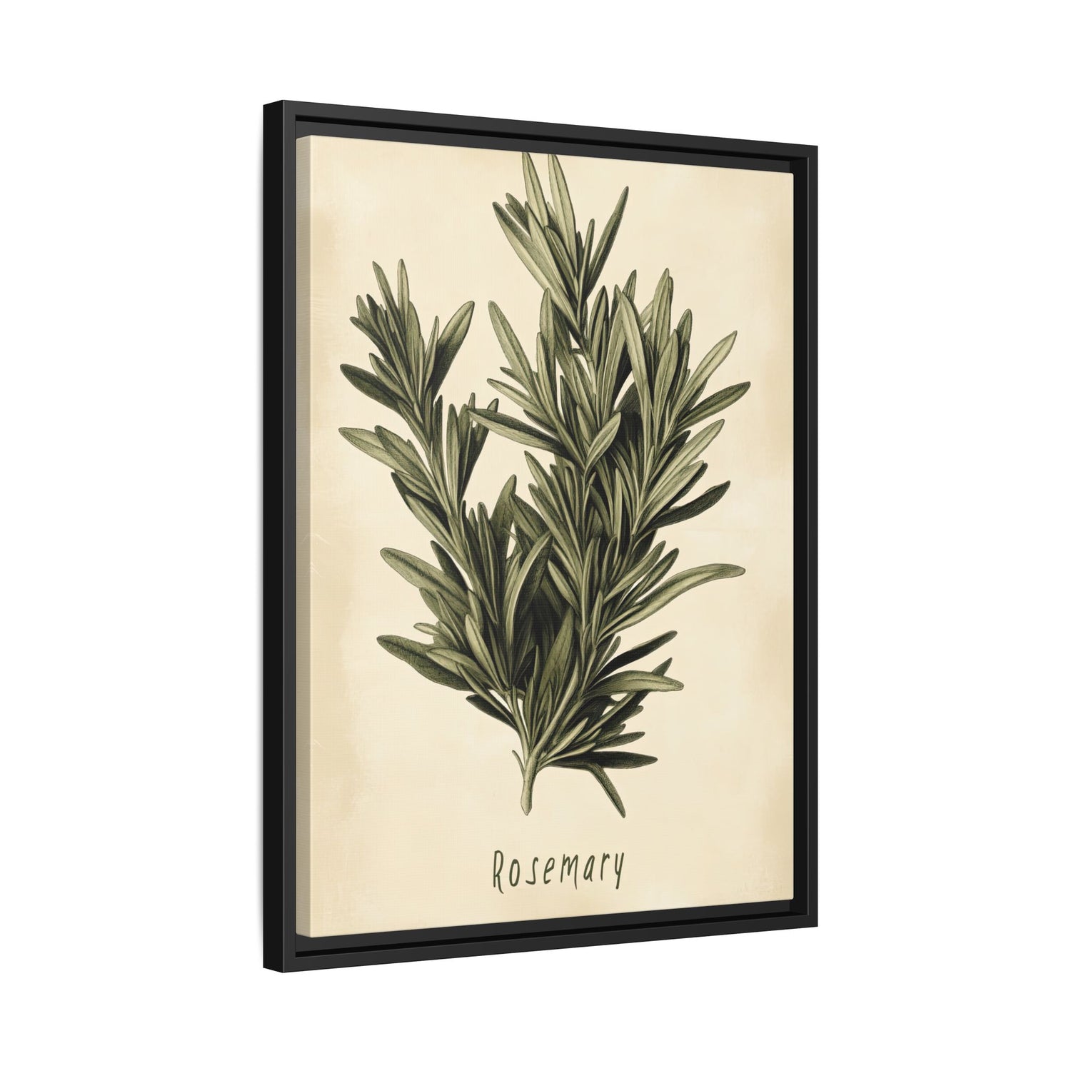 Framed Canvas - Botanical Rosemary Study