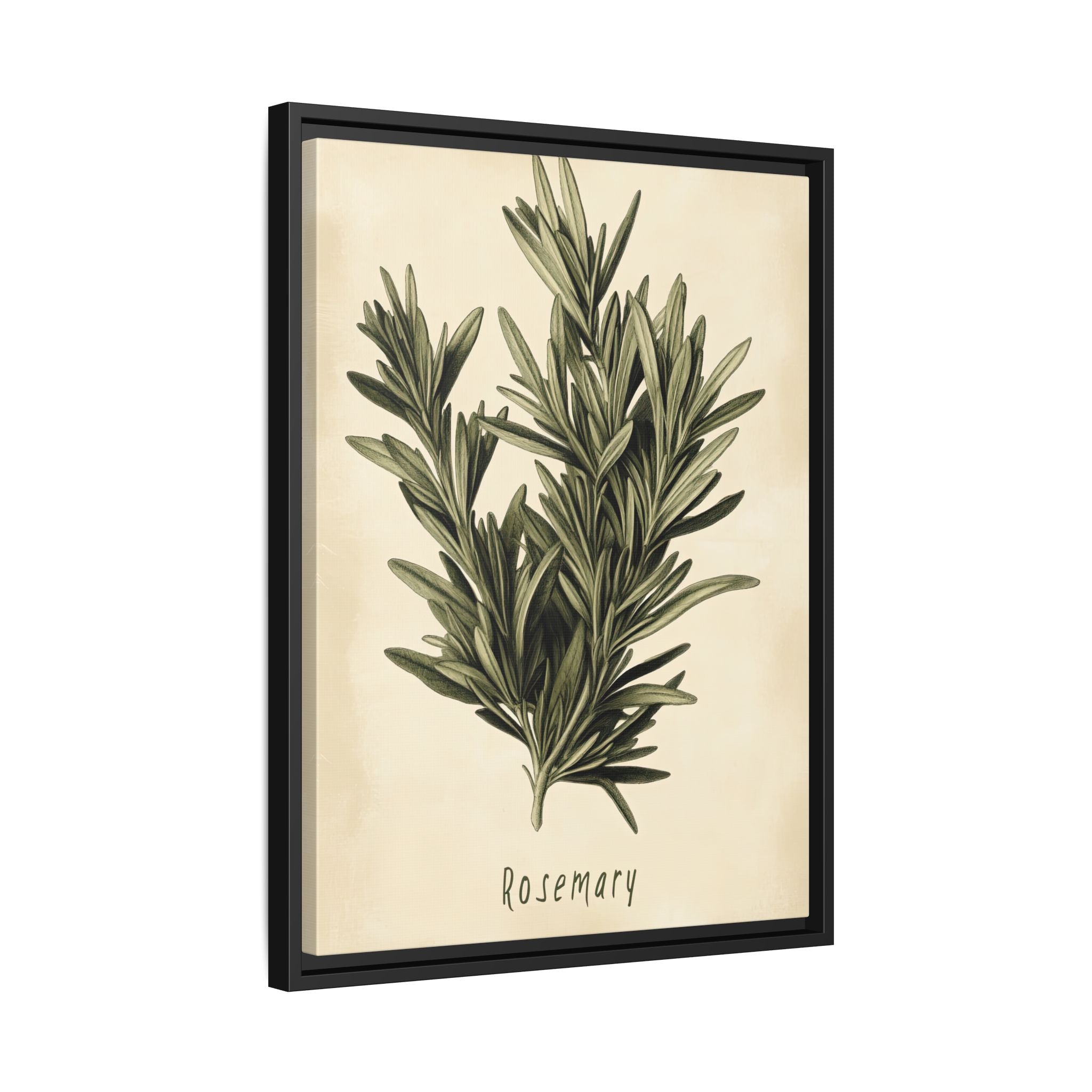 Framed Canvas - Botanical Rosemary Study