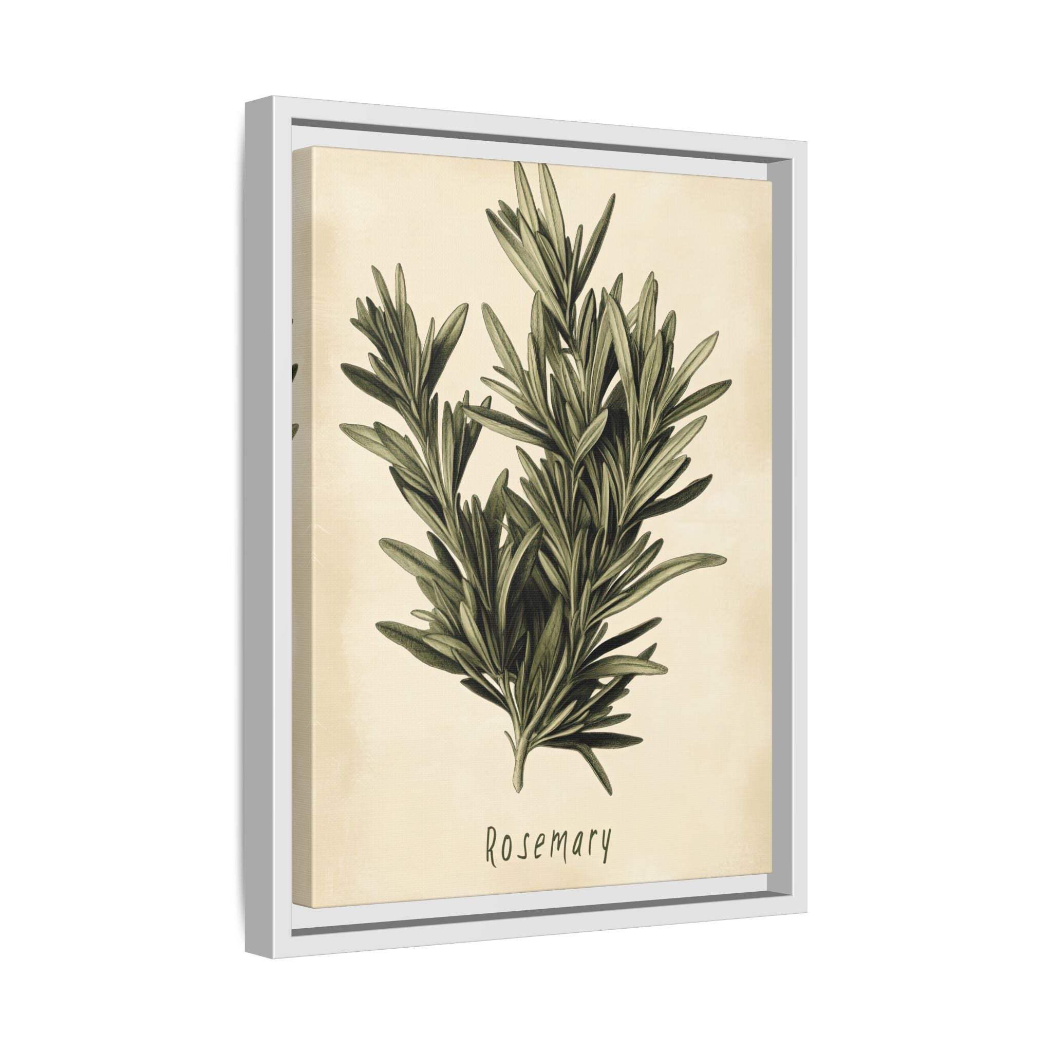 Framed Canvas - Botanical Rosemary Study