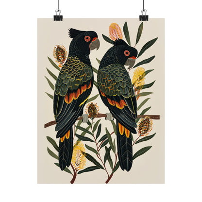 Black Cockatoos Among Banksia
