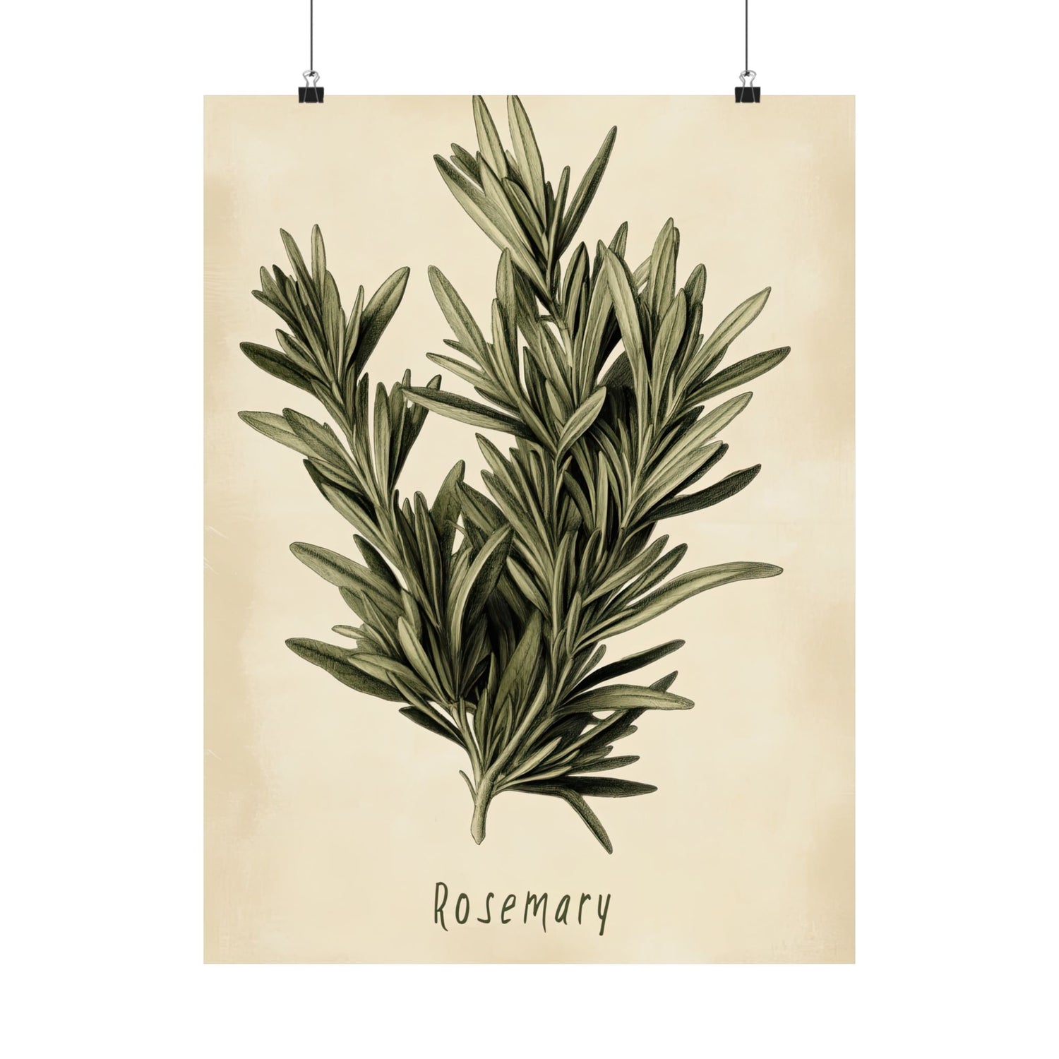 Botanical Rosemary Study