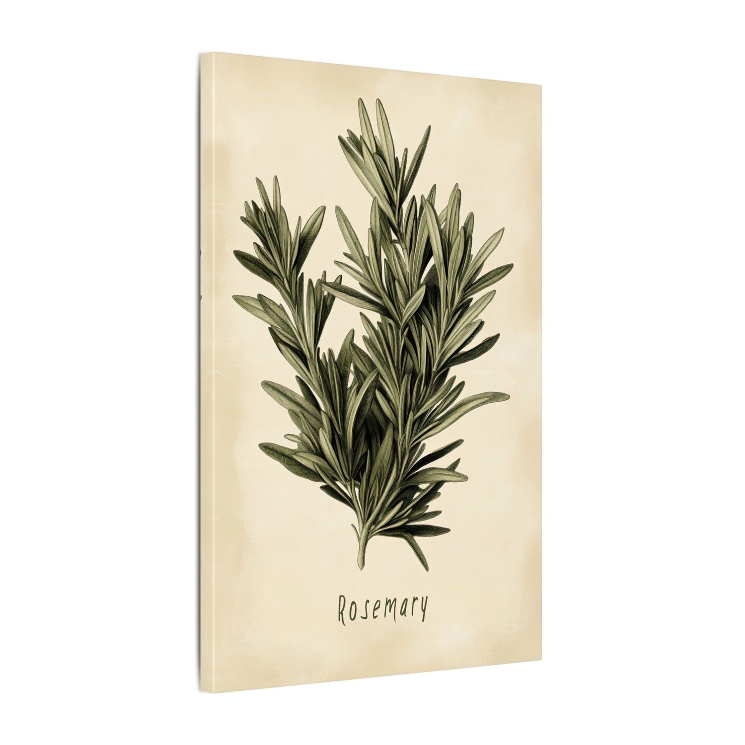 .75" Matte Canvas - Botanical Rosemary Study
