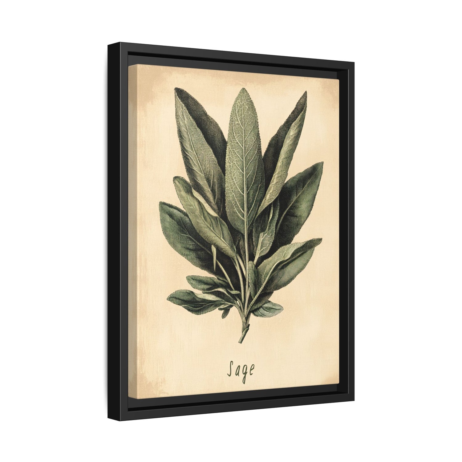 Framed Canvas - Botanical Sage Study