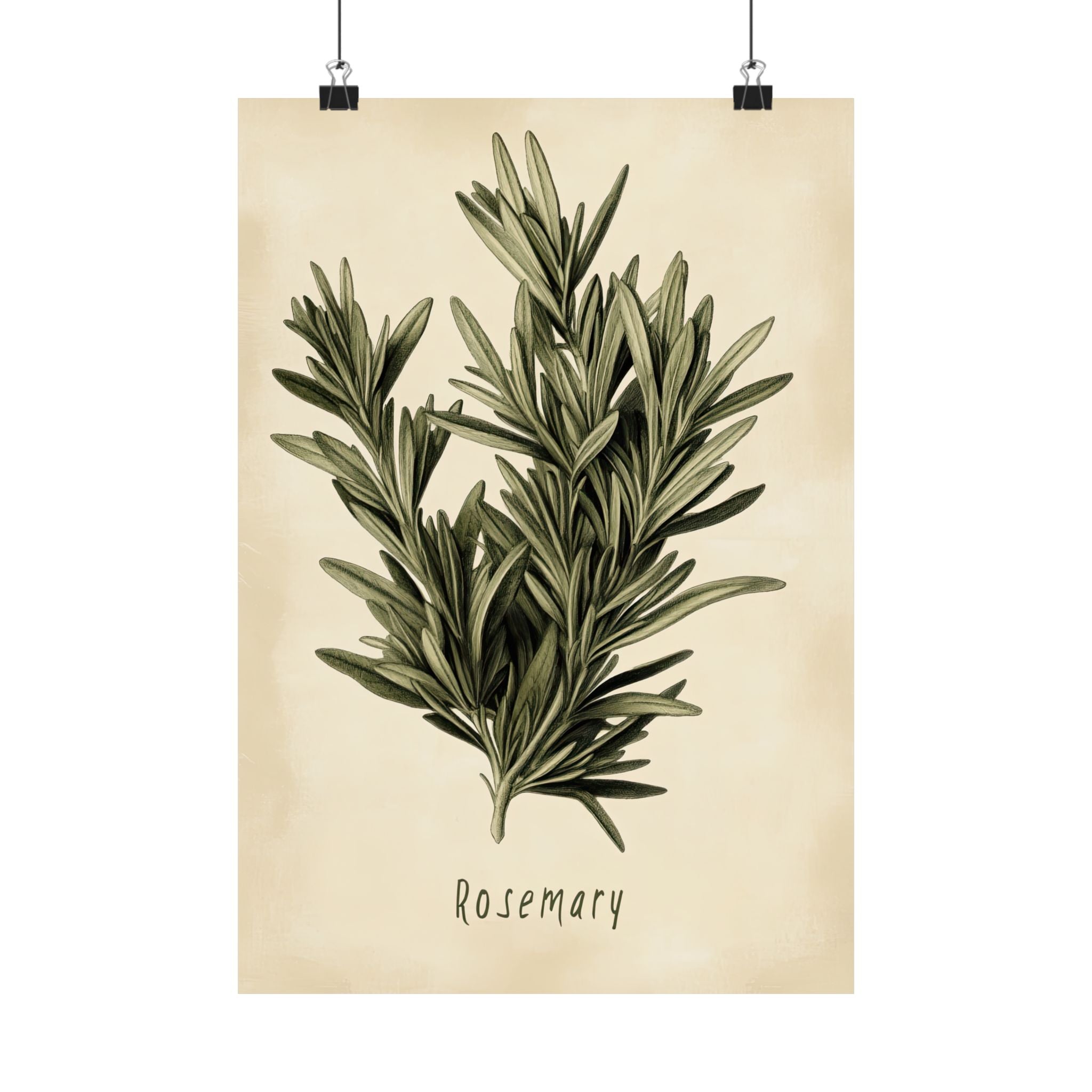 Botanical Rosemary Study Poster | Vintage Kitchen Herb Wall Art