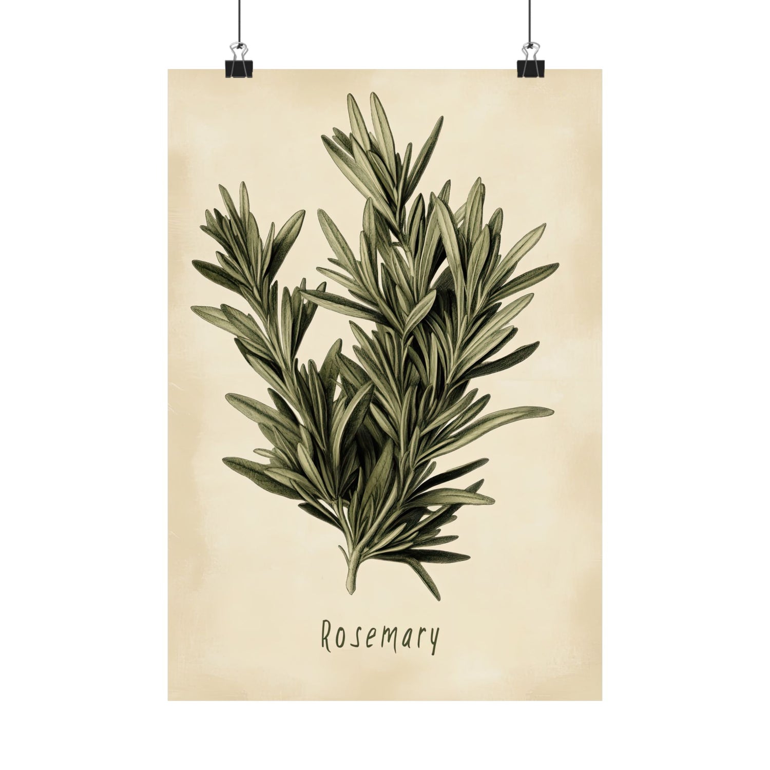 Botanical Rosemary Study