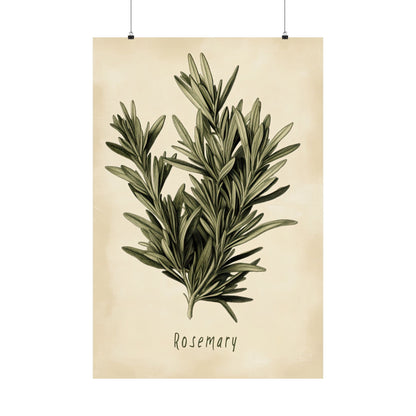Botanical Rosemary Study