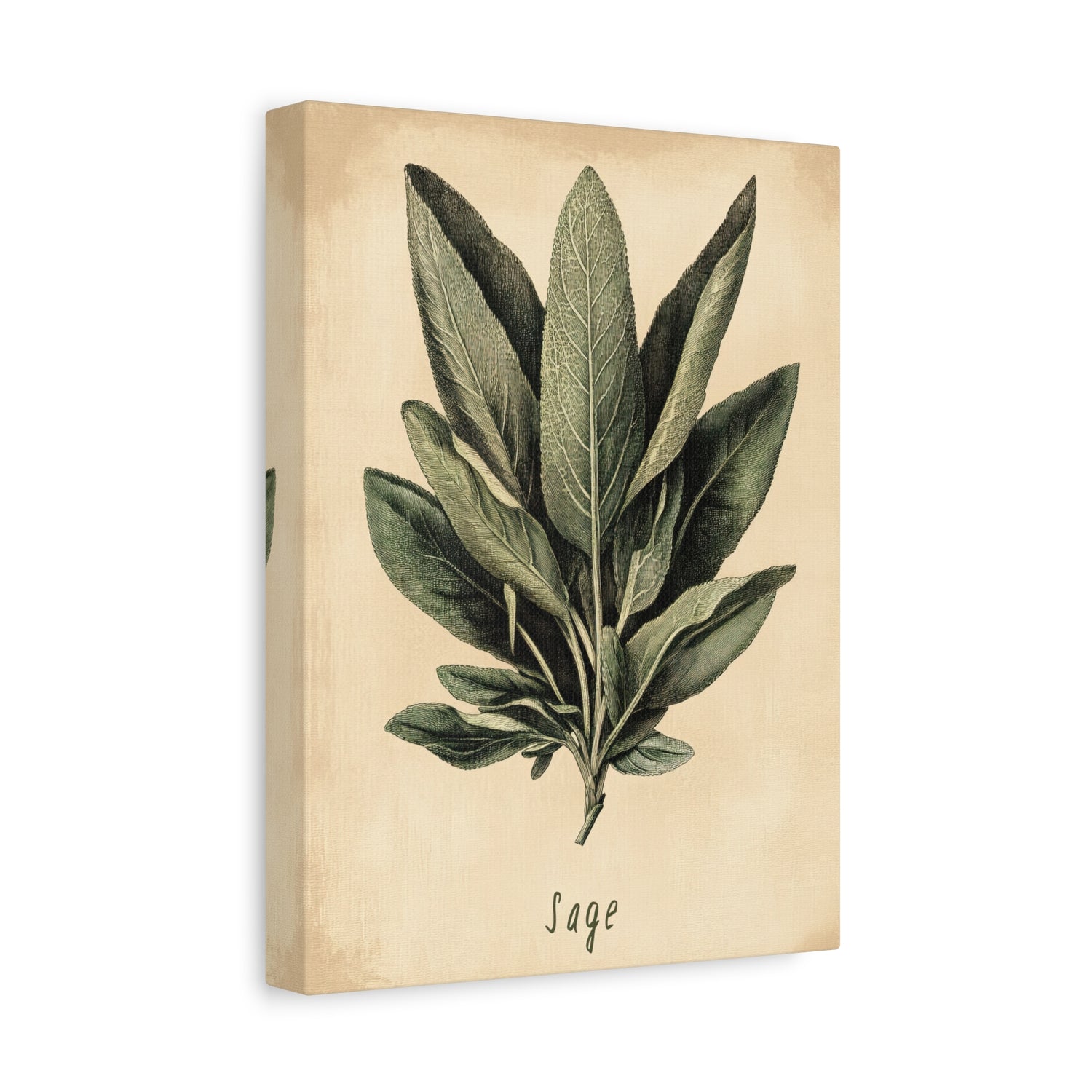 1.25" Matte Canvas - Botanical Sage Study