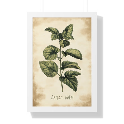 Framed Paper Print - Botanical Lemon Balm Study