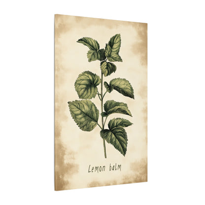 .75" Matte Canvas - Botanical Lemon Balm Study