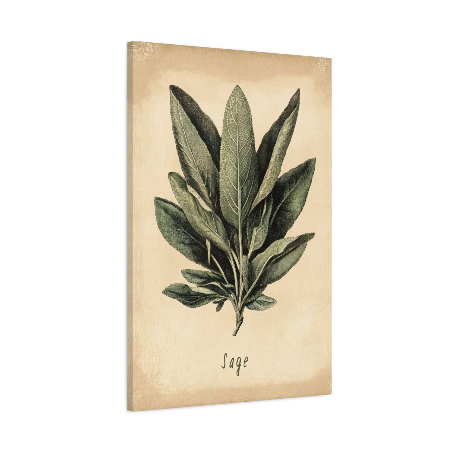 1.25" Matte Canvas - Botanical Sage Study