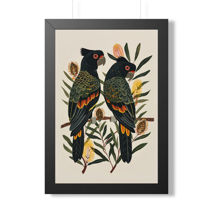 Framed Paper Print - Black Cockatoos Among Banksia