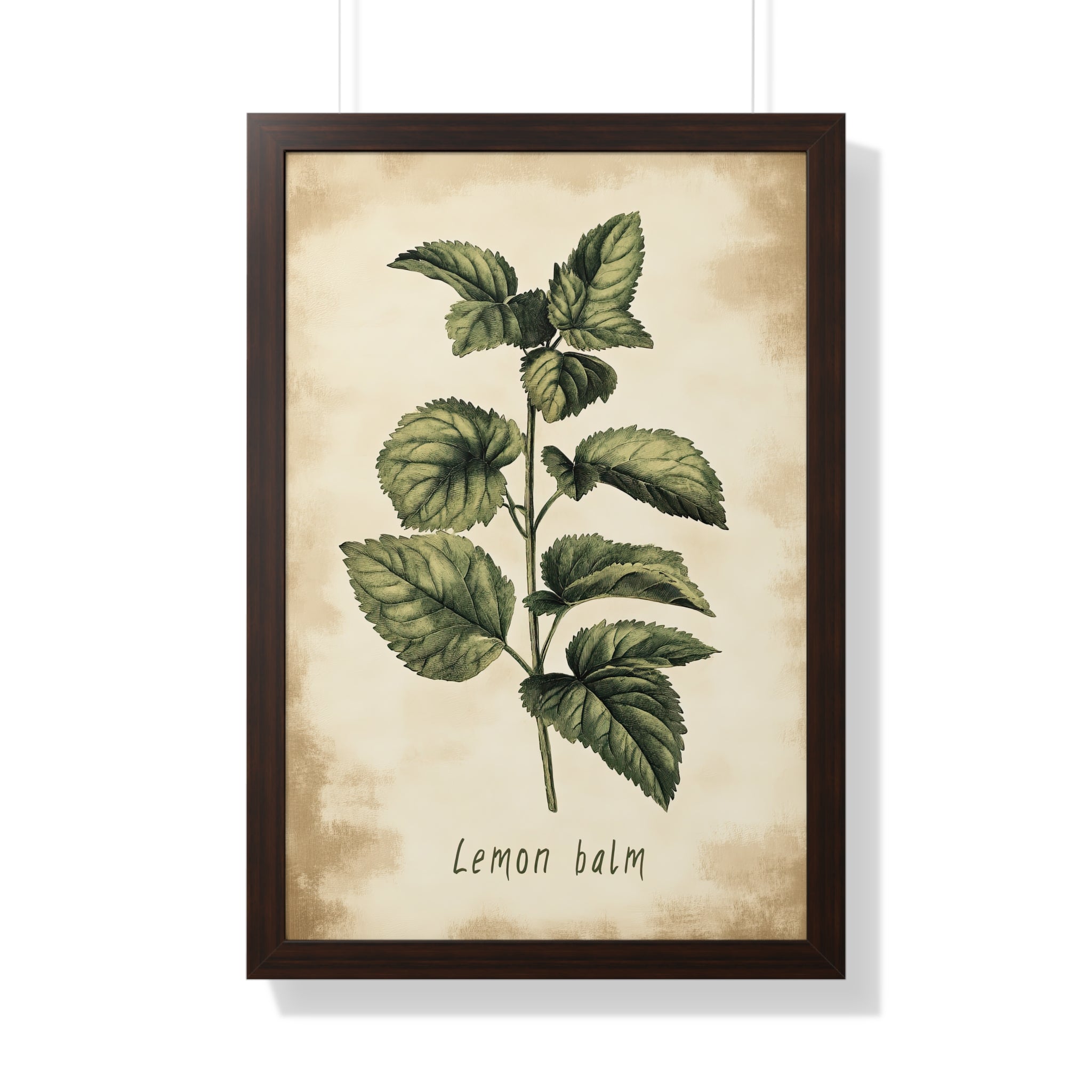 Framed Paper Print - Botanical Lemon Balm Study