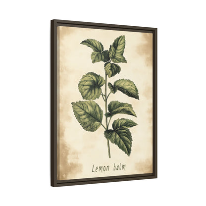 Framed Canvas - Botanical Lemon Balm Study