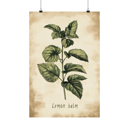 Botanical Lemon Balm Study