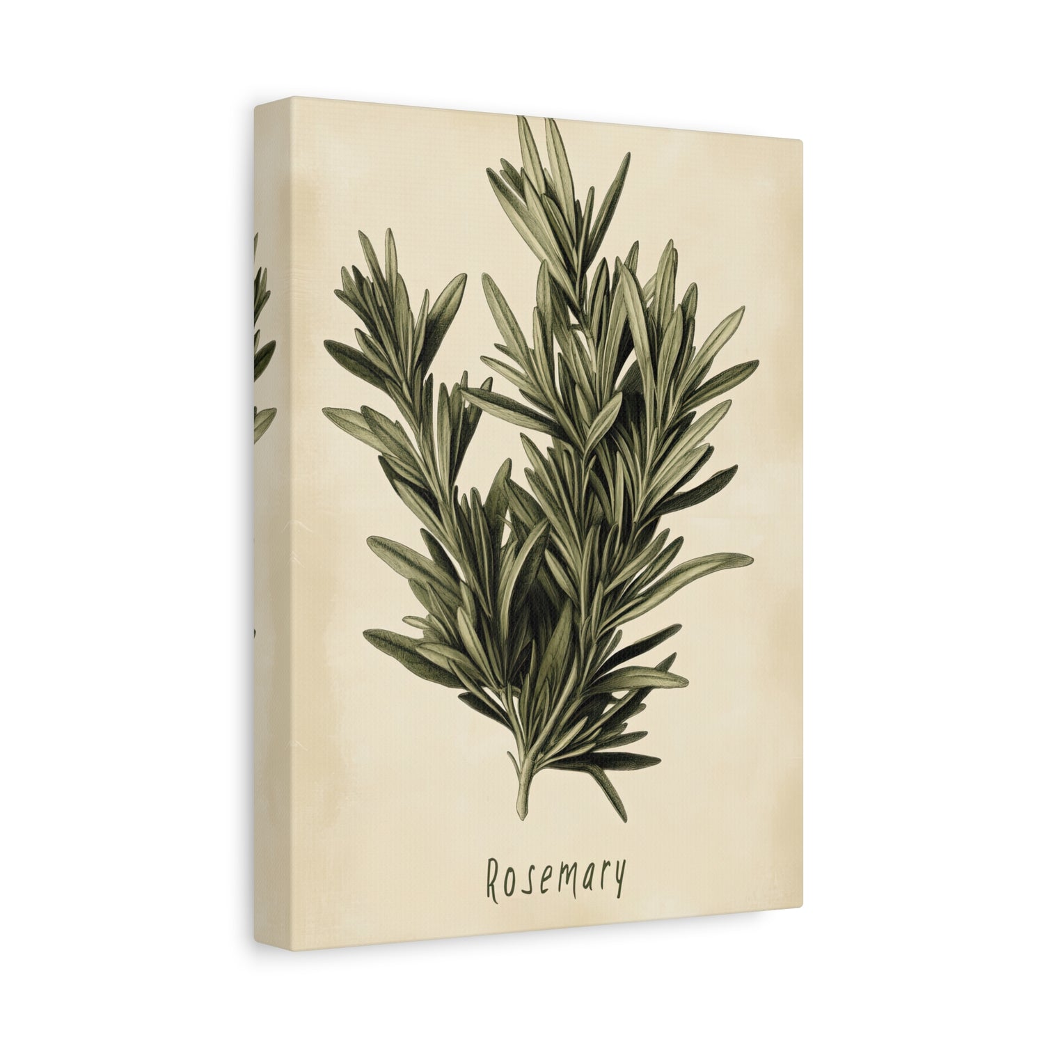 1.25" Matte Canvas - Botanical Rosemary Study