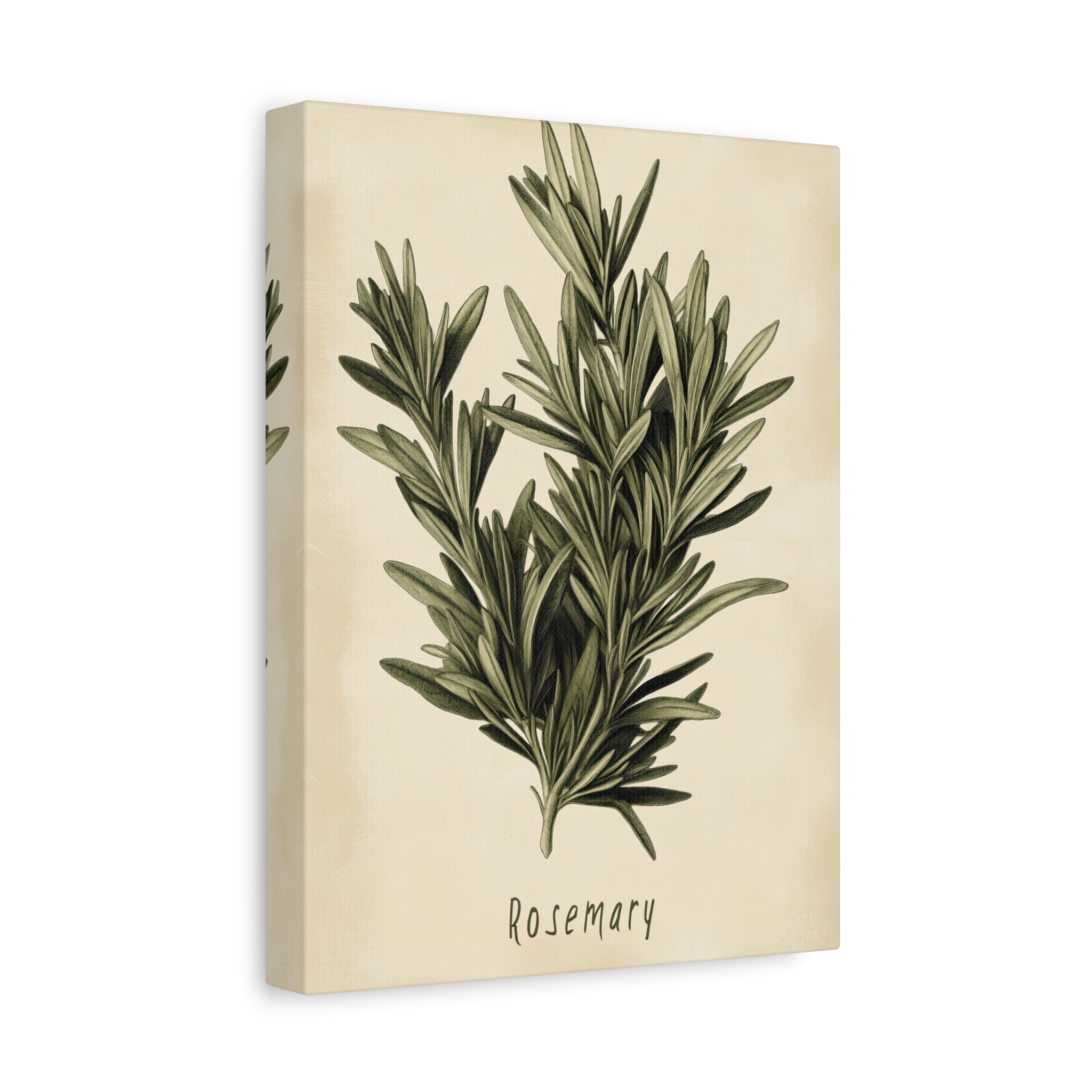 1.25" Matte Canvas - Botanical Rosemary Study