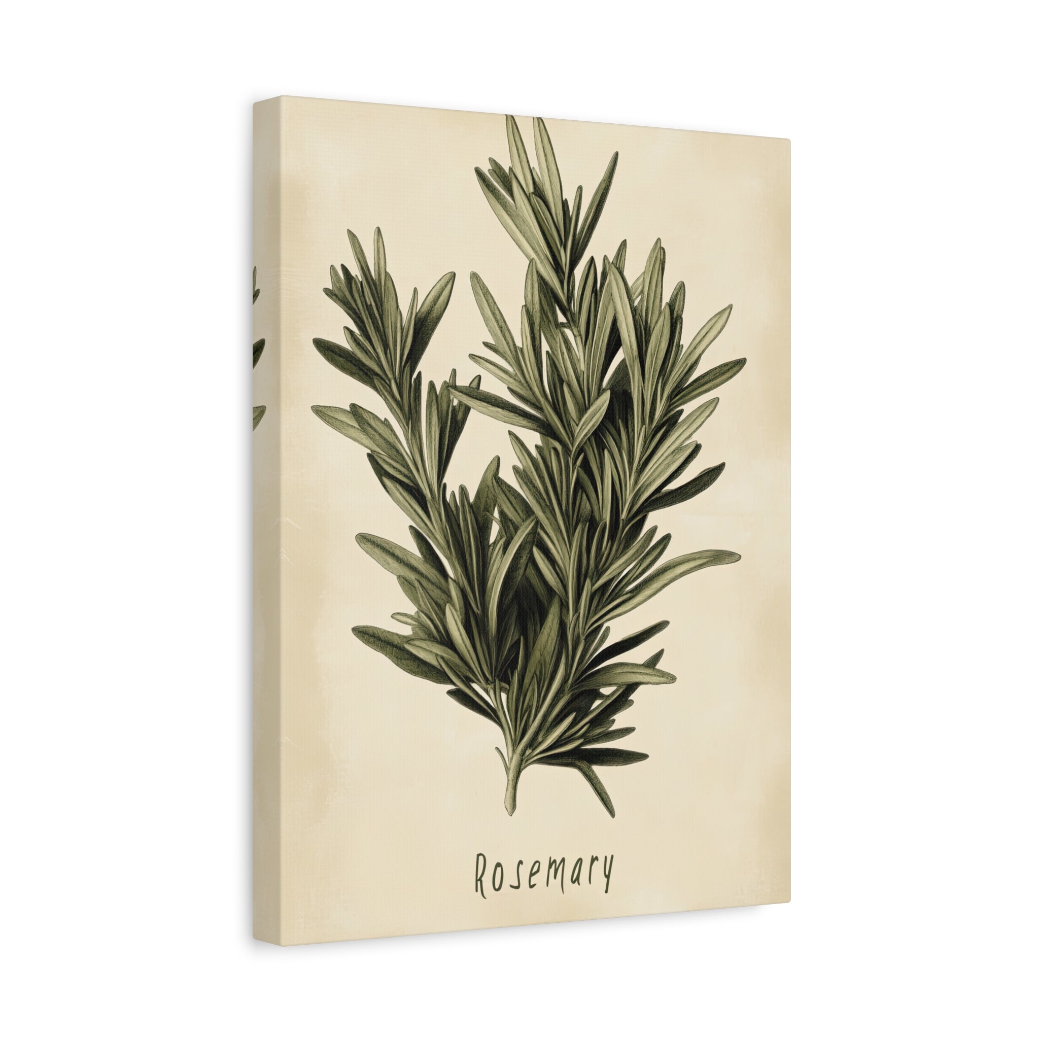 1.25" Matte Canvas - Botanical Rosemary Study
