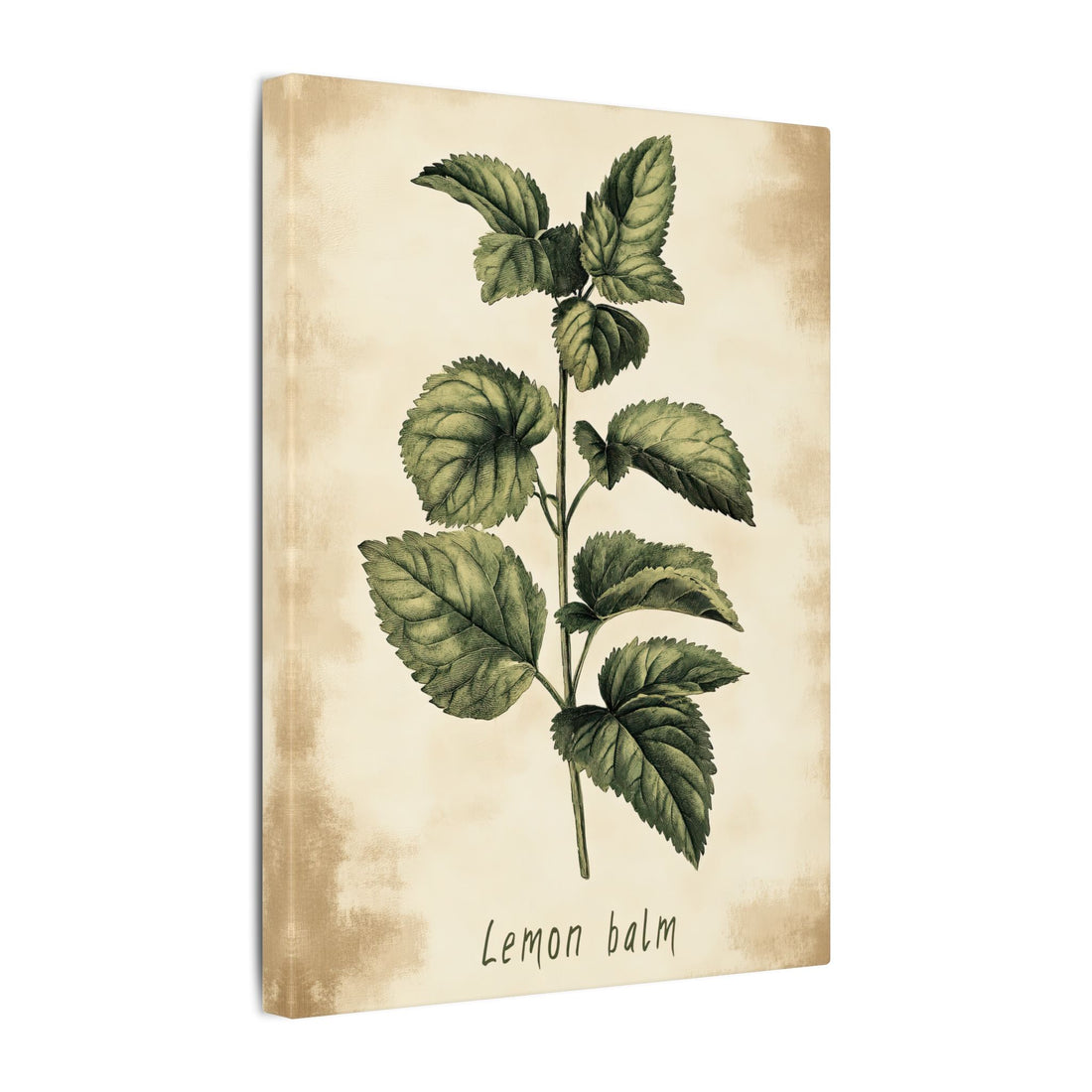 .75" Matte Canvas - Botanical Lemon Balm Study
