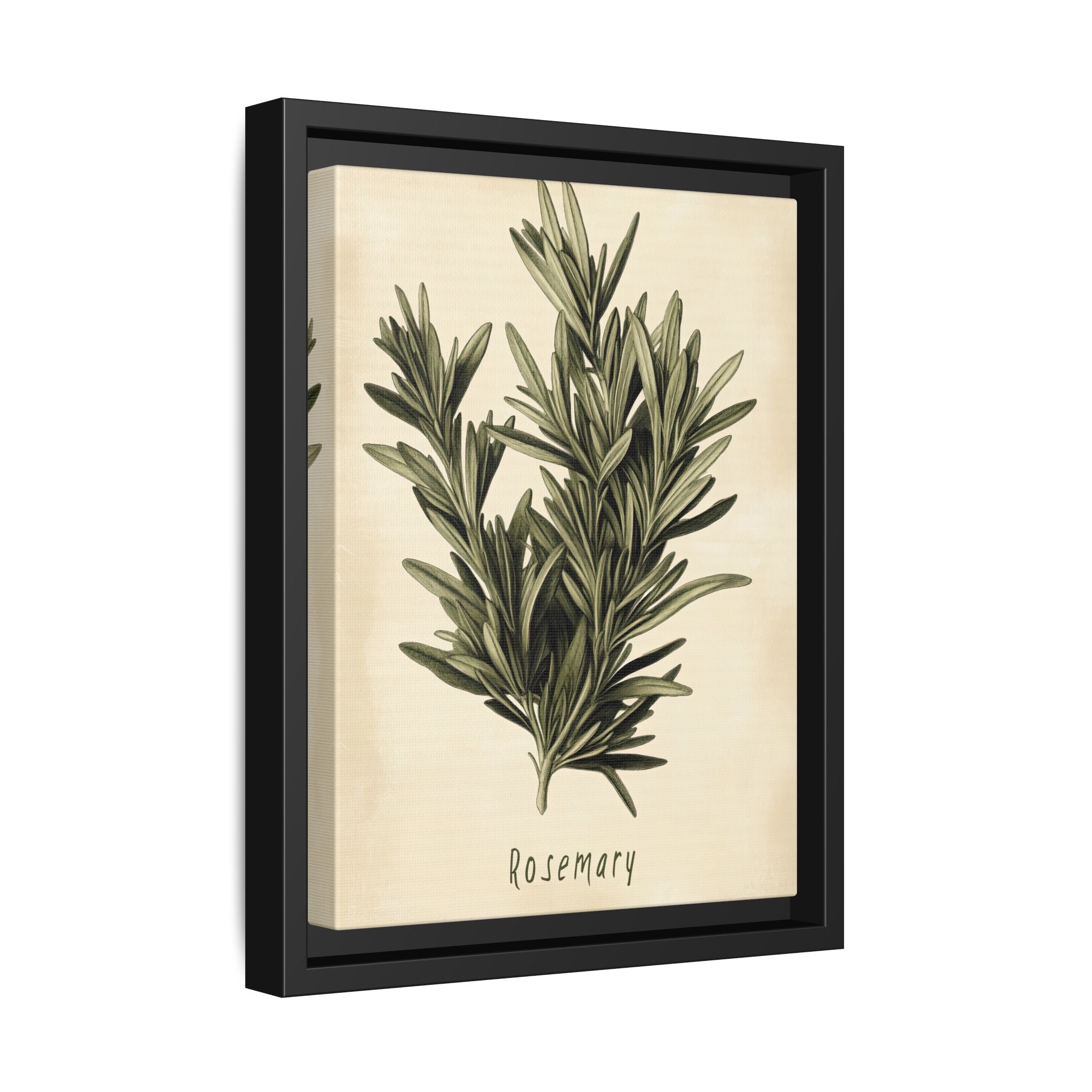 Framed Canvas - Botanical Rosemary Study