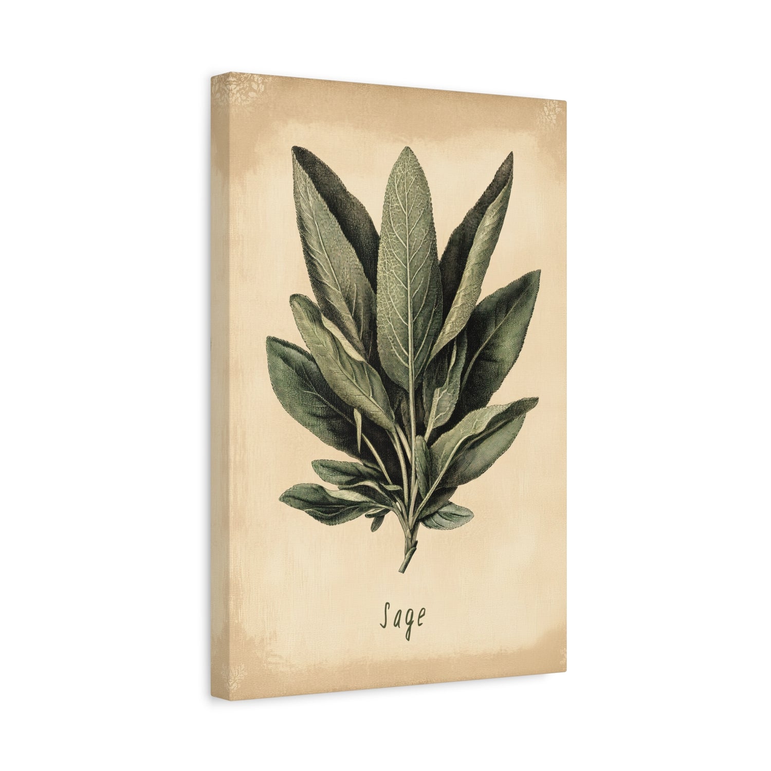 1.25" Matte Canvas - Botanical Sage Study